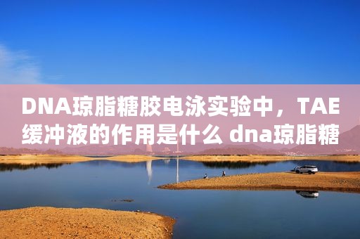 DNA琼脂糖胶电泳实验中，TAE缓冲液的作用是什么 dna琼脂糖电泳实验报告