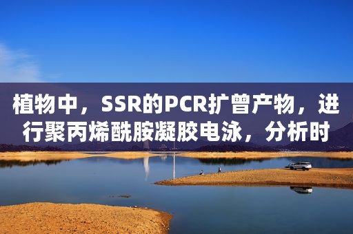 植物中，SSR的PCR扩曾产物，进行聚丙烯酰胺凝胶电泳，分析时,怎么判断共显性条带？ 聚丙烯酰胺凝胶电泳结果图