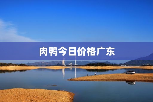 肉鸭今日价格广东