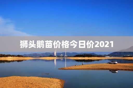 狮头鹅苗价格今日价2021