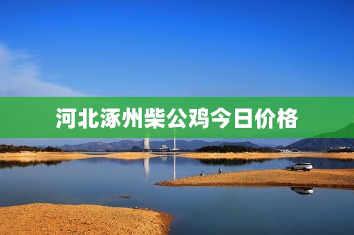 河北涿州柴公鸡今日价格