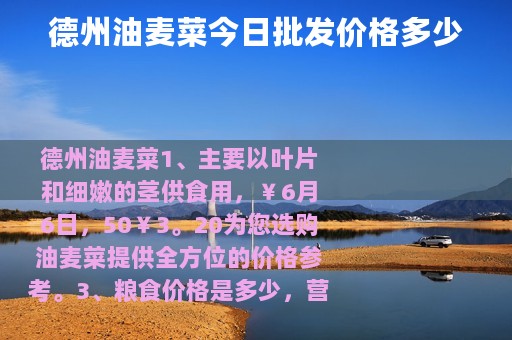 德州油麦菜今日批发价格多少