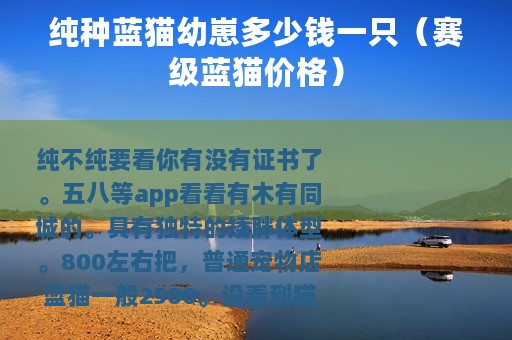 纯种蓝猫幼崽多少钱一只（赛级蓝猫价格）
