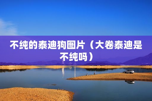 不纯的泰迪狗图片（大卷泰迪是不纯吗）