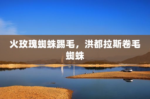火玫瑰蜘蛛踢毛，洪都拉斯卷毛蜘蛛