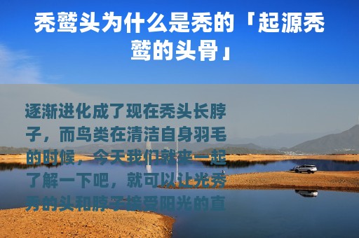 秃鹫头为什么是秃的「起源秃鹫的头骨」
