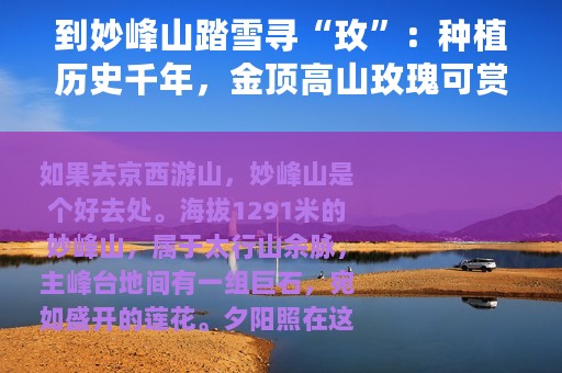 到妙峰山踏雪寻“玫”：种植历史千年，金顶高山玫瑰可赏可食