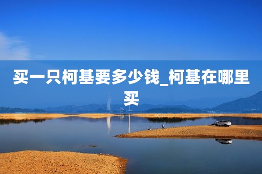 买一只柯基要多少钱_柯基在哪里买