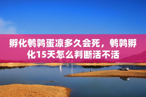 孵化鹌鹑蛋凉多久会死，鹌鹑孵化15天怎么判断活不活