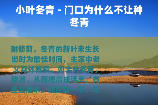 小叶冬青 - 门口为什么不让种冬青