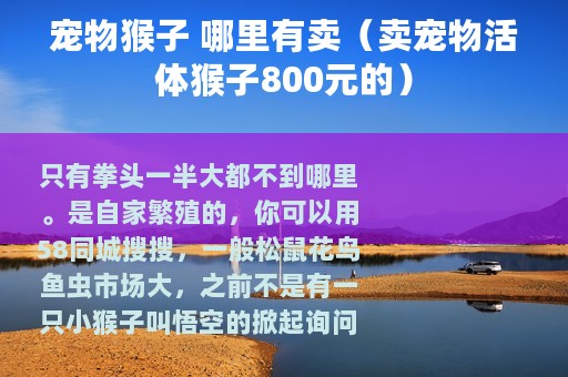 宠物猴子 哪里有卖（卖宠物活体猴子800元的）