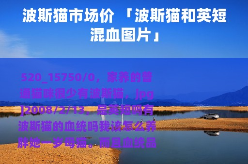 波斯猫市场价 「波斯猫和英短混血图片」