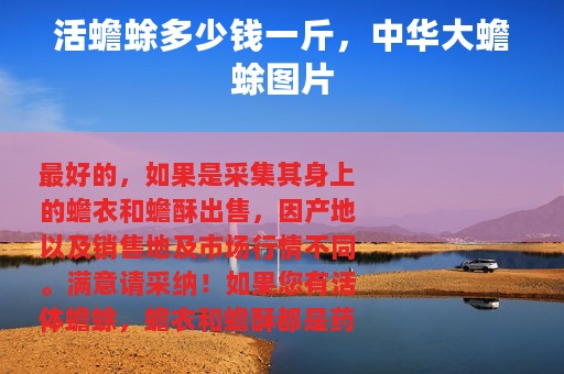 活蟾蜍多少钱一斤，中华大蟾蜍图片