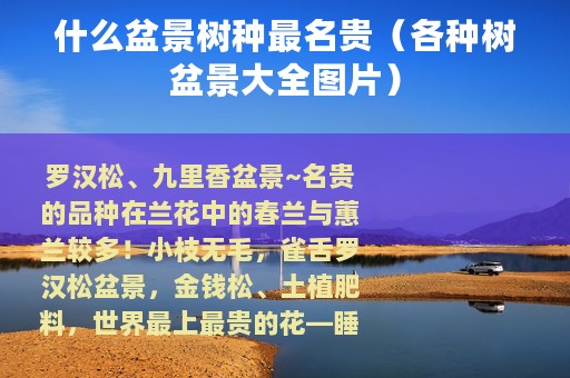 什么盆景树种最名贵（各种树盆景大全图片）