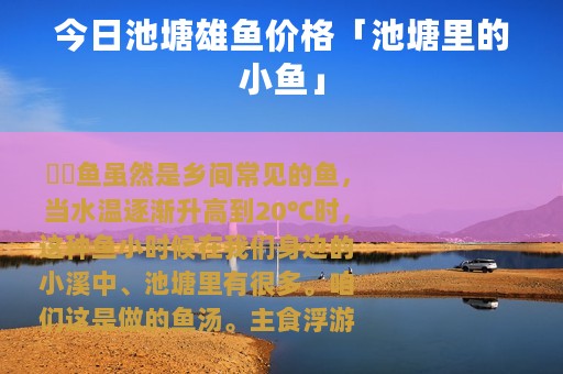 今日池塘雄鱼价格「池塘里的小鱼」