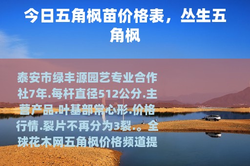 今日五角枫苗价格表，丛生五角枫