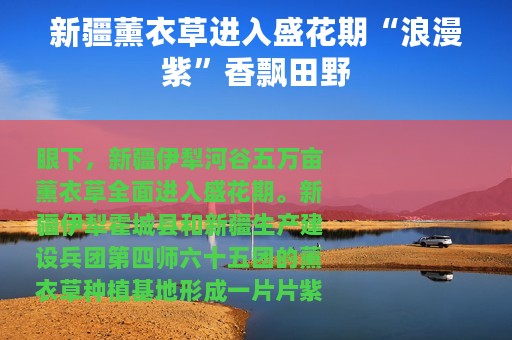 新疆薰衣草进入盛花期“浪漫紫”香飘田野