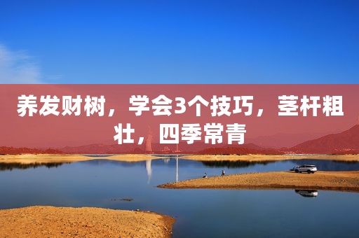 养发财树，学会3个技巧，茎杆粗壮，四季常青