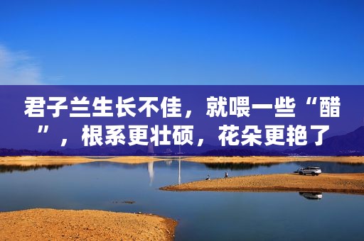 君子兰生长不佳，就喂一些“醋”，根系更壮硕，花朵更艳了