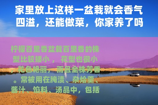 家里放上这样一盆栽就会香气四溢，还能做菜，你家养了吗？