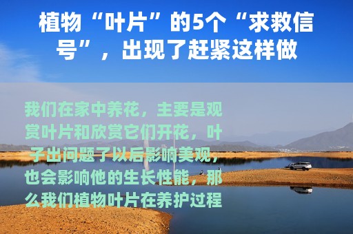 植物“叶片”的5个“求救信号”，出现了赶紧这样做