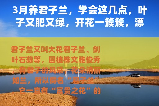 3月养君子兰，学会这几点，叶子又肥又绿，开花一簇簇，漂亮极了