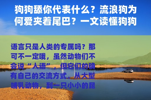 狗狗舔你代表什么？流浪狗为何爱夹着尾巴？一文读懂狗狗的肢体语
