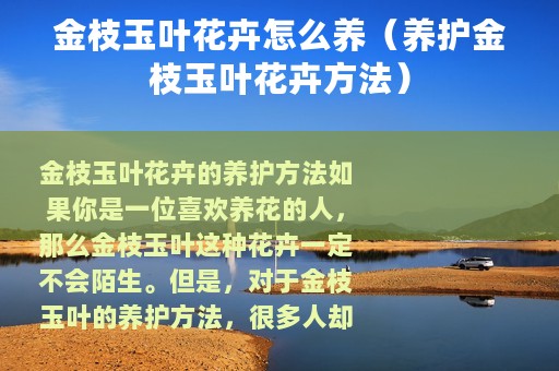 金枝玉叶花卉怎么养（养护金枝玉叶花卉方法）