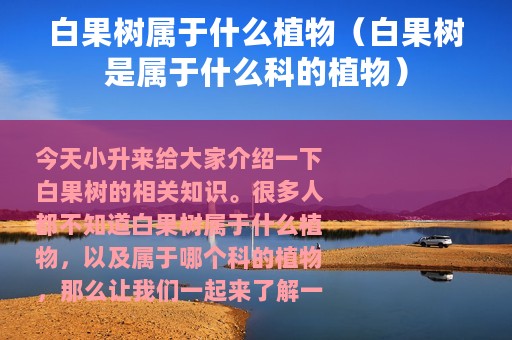 白果树属于什么植物（白果树是属于什么科的植物）