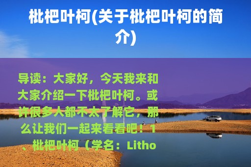 枇杷叶柯(关于枇杷叶柯的简介)