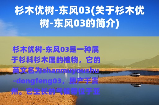 杉木优树-东风03(关于杉木优树-东风03的简介)