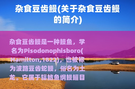 杂食豆齿鳗(关于杂食豆齿鳗的简介)