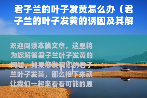 君子兰的叶子发黄怎么办（君子兰的叶子发黄的诱因及其解决办法）