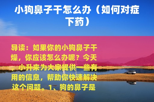 小狗鼻子干怎么办（如何对症下药）