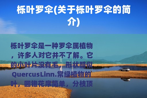 栎叶罗伞(关于栎叶罗伞的简介)