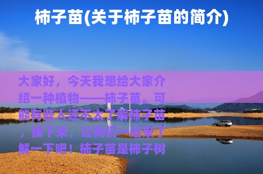 柿子苗(关于柿子苗的简介)