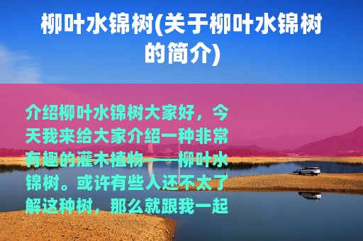 柳叶水锦树(关于柳叶水锦树的简介)