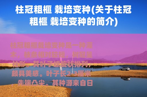 柱冠粗榧 栽培变种(关于柱冠粗榧 栽培变种的简介)