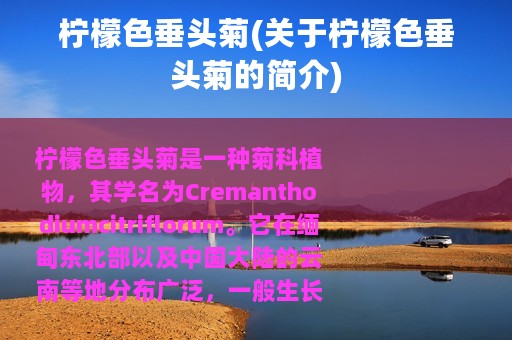 柠檬色垂头菊(关于柠檬色垂头菊的简介)