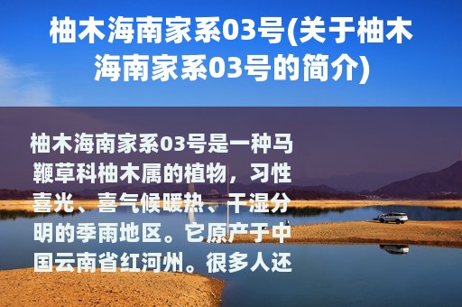 柚木海南家系03号(关于柚木海南家系03号的简介)