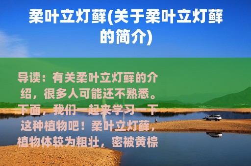 柔叶立灯藓(关于柔叶立灯藓的简介)