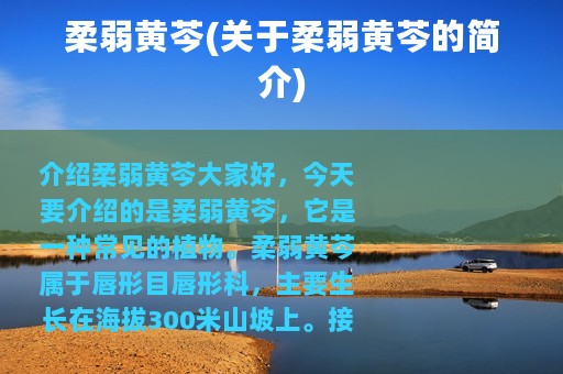 柔弱黄芩(关于柔弱黄芩的简介)