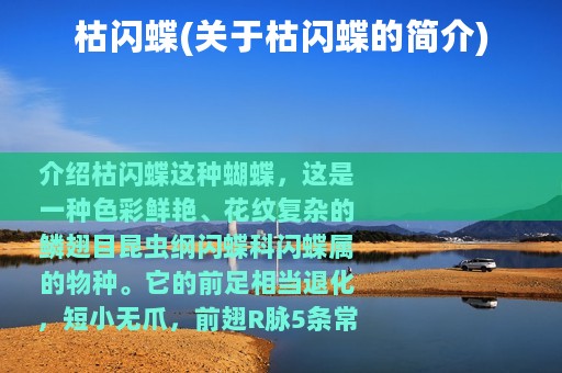 枯闪蝶(关于枯闪蝶的简介)