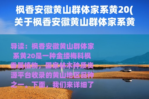 枫香安徽黄山群体家系黄20(关于枫香安徽黄山群体家系黄20的简介)