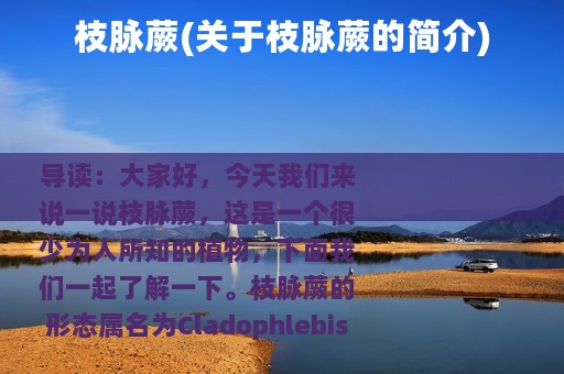 枝脉蕨(关于枝脉蕨的简介)