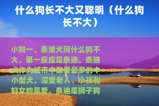 什么狗长不大又聪明（什么狗长不大）