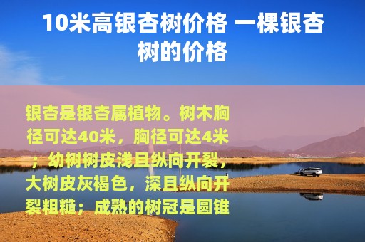 10米高银杏树价格 一棵银杏树的价格
