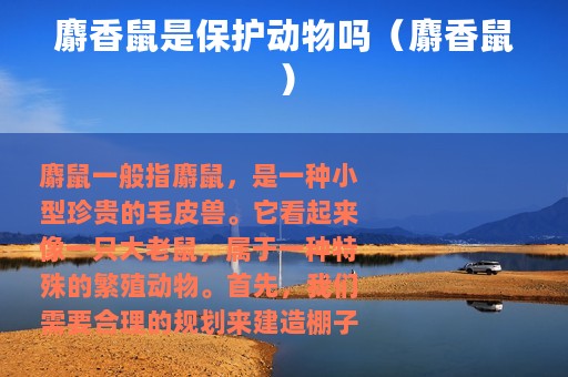 麝香鼠是保护动物吗（麝香鼠）