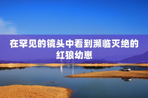 在罕见的镜头中看到濒临灭绝的红狼幼崽