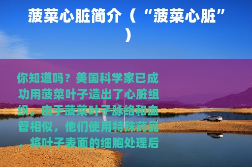 菠菜心脏简介（“菠菜心脏”）